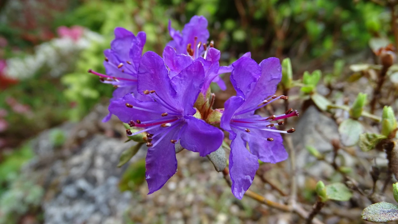 R. amundsenianum